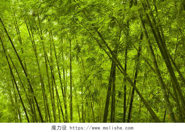 唯美景色一片竹子竹林背景
